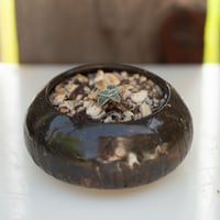 Image 1 of Dudleya Cymosa Pumila in a ??? Pot | 013