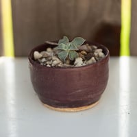 Image 1 of Dudleya Cymosa Pumila in a Truly Ugly Pot | 014