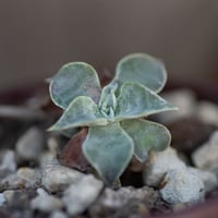 Image 2 of Dudleya Cymosa Pumila in a Truly Ugly Pot | 014