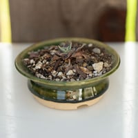 Image 1 of Dudleya Cymosa Pumila in an Ok Pot | 015