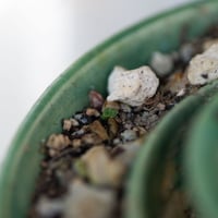 Image 4 of Dudleya Cymosa Pumila in an Experimental Pot | 016