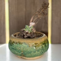 Image 1 of Dudleya Cymosa Pumila in a Decent Pot | 017