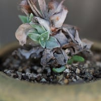 Image 2 of Dudleya Cymosa Pumila in a Decent Pot | 017