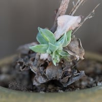 Image 3 of Dudleya Cymosa Pumila in a Decent Pot | 017