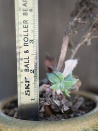 Image 4 of Dudleya Cymosa Pumila in a Decent Pot | 017