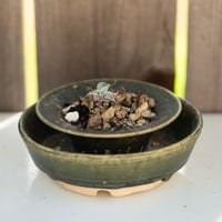 Image 1 of Dudleya Cymosa Pumila in an Experimental Pot | 018