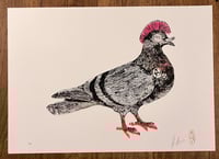 Image 8 of SID "PUNK" PIGEON