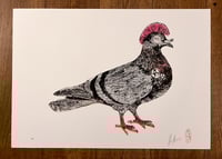 Image 9 of SID "PUNK" PIGEON