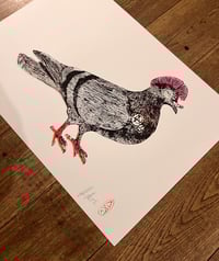 Image 11 of SID "PUNK" PIGEON