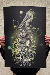 Image of The Pelican