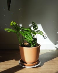 Image 3 of  Atrapaluces Brote S y L