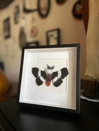 Image 1 of Eastern Buck Moth