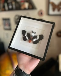 Image 2 of Eastern Buck Moth