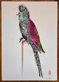 Image 2 of Buzz The Punk Budgie