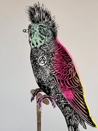 Image 8 of Buzz The Punk Budgie