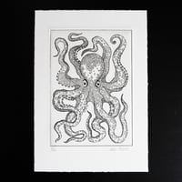 Image 2 of Octopus vulgaris