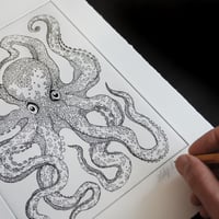 Image 3 of Octopus vulgaris