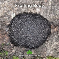 Image 2 of Black Fungus (Annulohypoxylon Archeri) Live Mycelium Mushroom Culture Spawn Seed