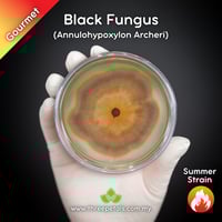 Image 1 of Black Fungus (Annulohypoxylon Archeri) Live Mycelium Mushroom Culture Spawn Seed