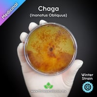 Image 1 of Chaga (Inonotus Obliquus) Live Mycelium Mushroom Culture Spawn Seed