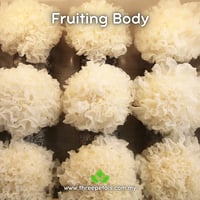 Image 2 of Snow Fungus (Tremella Fuciformis) Live Mycelium Mushroom Culture Spawn Seed