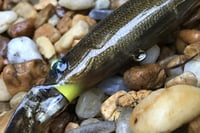 Image 4 of  Custom Airbrushed Jerkbait 789