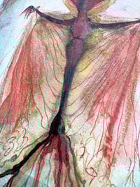 Image 3 of Nightshade