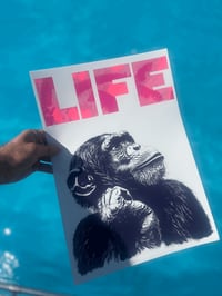 Image 1 of LIFE Chimp