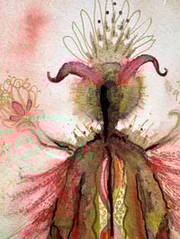 Image 2 of Meadowsweet