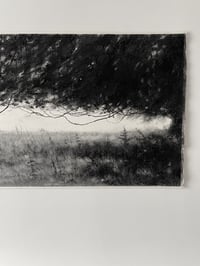 Image 2 of Under The Beech Tree