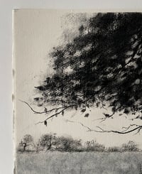 Image 4 of Under The Beech Tree