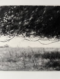 Image 3 of Under The Beech Tree