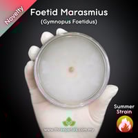 Image 1 of Foetid Marasmius (Gymnopus Foetidus) Live Mycelium Mushroom Culture Spawn Seed