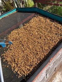 Image 3 of Vajusa Azul - Costa Rica | ESPRESSO