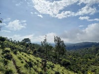 Image 5 of Vajusa Azul - Costa Rica | ESPRESSO