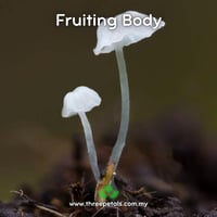 Image 2 of Veiled Bonnet (Delicatula CF Integrella) Live Mycelium Mushroom Culture Spawn Seed