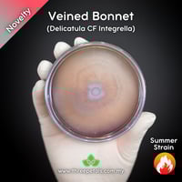 Image 1 of Veiled Bonnet (Delicatula CF Integrella) Live Mycelium Mushroom Culture Spawn Seed