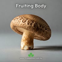 Image 2 of Shiitake 3790 (Lentinula Edodes) Live Mycelium Mushroom Culture Spawn Seed