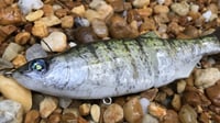 Image 7 of SPEEDBAITS Custom Airbrushed Glide Bait 8063