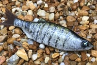 Image 10 of SPEEDBAITS Custom Airbrushed Glide Bait 8063