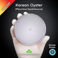 Image 1 of Korean Oyster/Cham-Neutari (Pleurotus Spodoleucus) Live Mycelium Mushroom Culture Spawn Seed