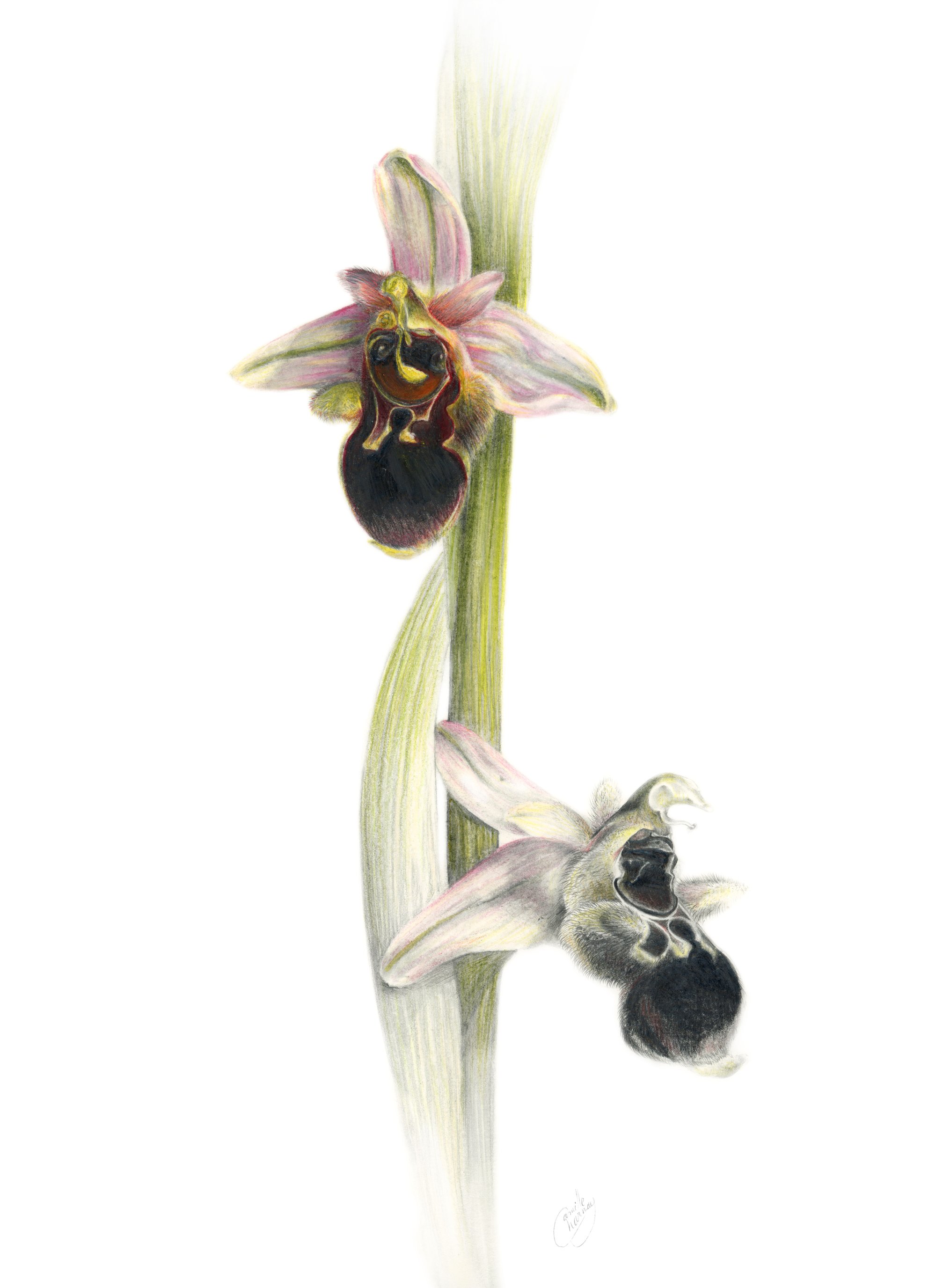 Image of Ophrys