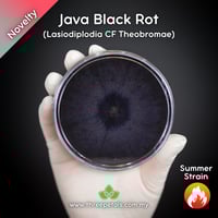 Image 1 of Java Black Rot (Lasiodiplodia CF Theobromae) Live Mycelium Mushroom Culture Spawn Seed