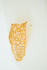 Image 3 of Feuille de bégonia – Série Herbarium de lumière