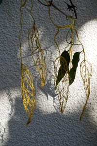 Image 1 of Coques suspendues