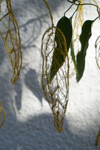 Image 2 of Coques suspendues