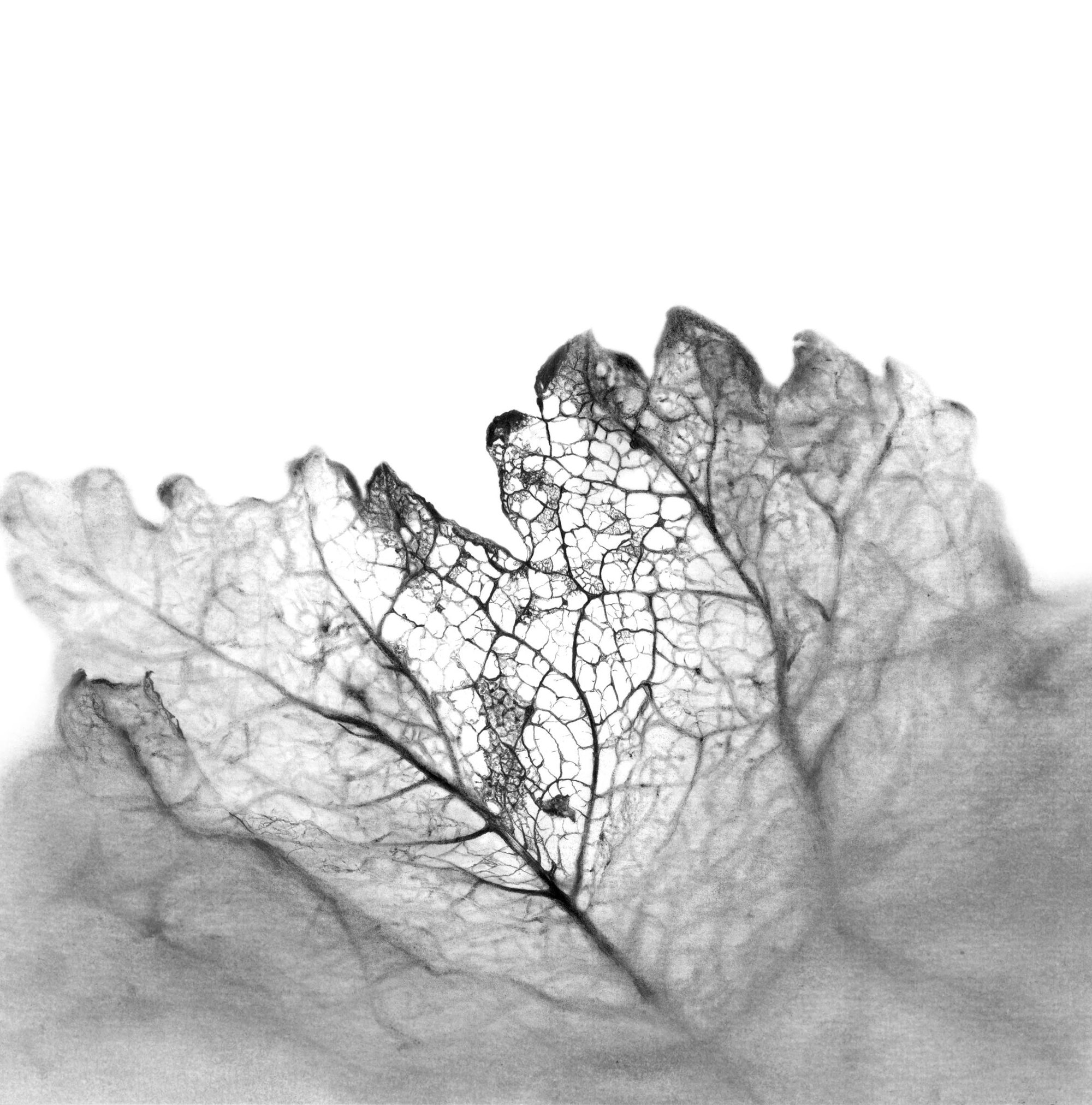 Image of Trame en Souvenir