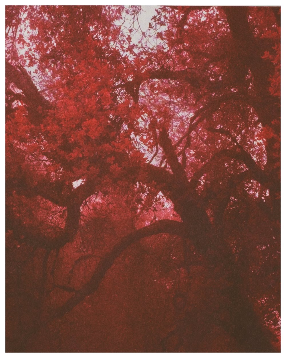 Image of [color/shift] COLOR STUDY PRINT-DU-JOUR