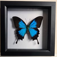 Framed - Ulysses Swallowtail Butterfly