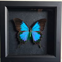 Framed - Ulysses Swallowtail Butterfly II
